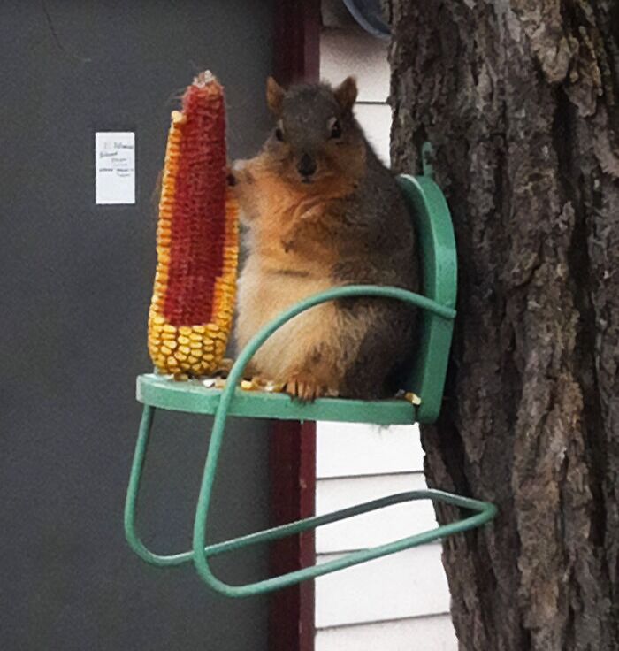 A fat squirrel eating a corn