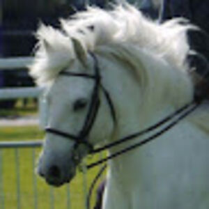 emzyhippozimmer avatar