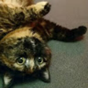 alenarokitenets avatar