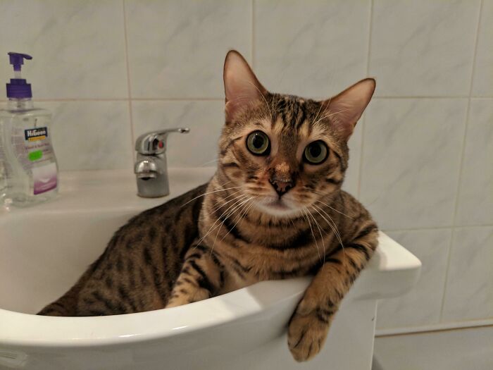 My Sink-Cat