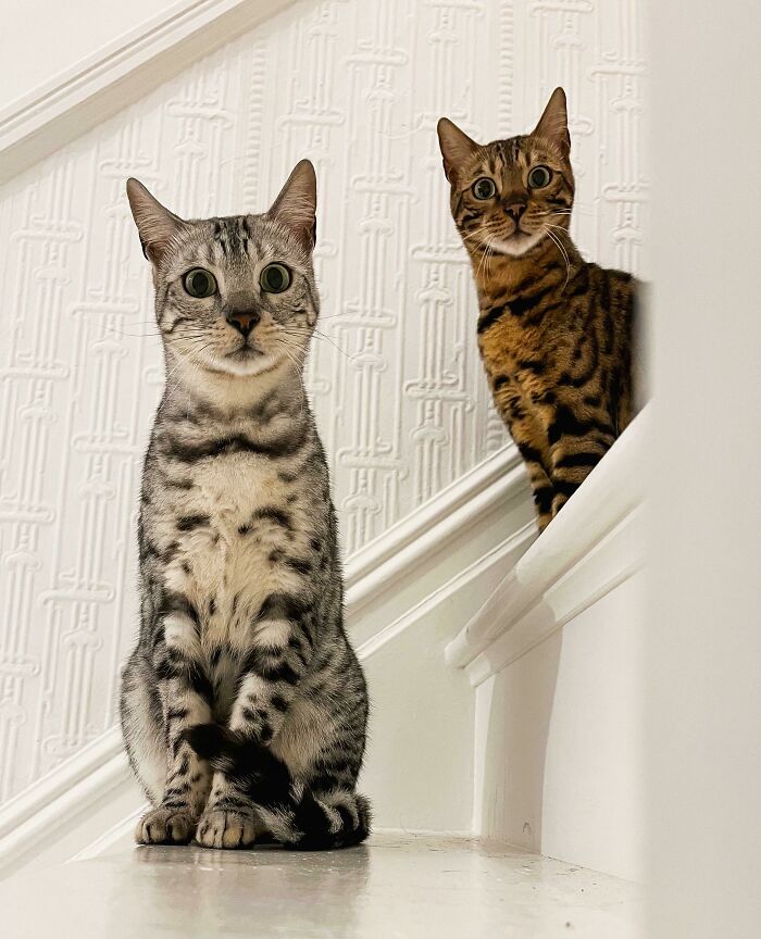 Rufus And Nylah Looking Like They’ve Been Told Off (Even Though They Haven’t)