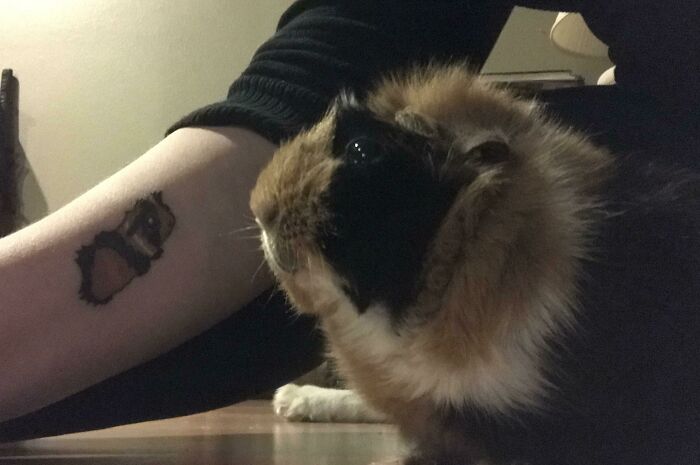 My Guinea Pig, Harley, With Her Tattoo Likeness
