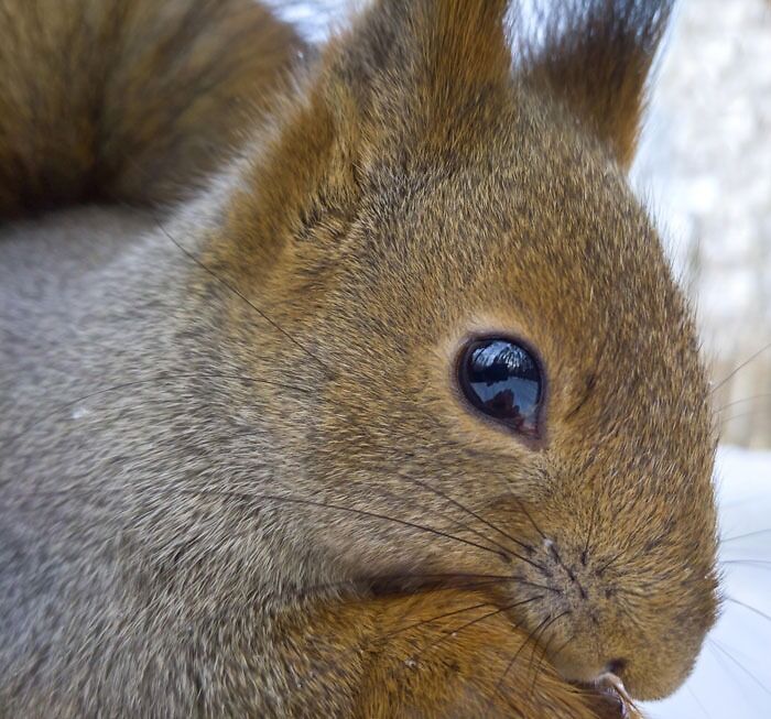I Photographed A Squirrel So Close That The Reflection In Its Eye Shows My Phone And My Hand With The Pine Nuts