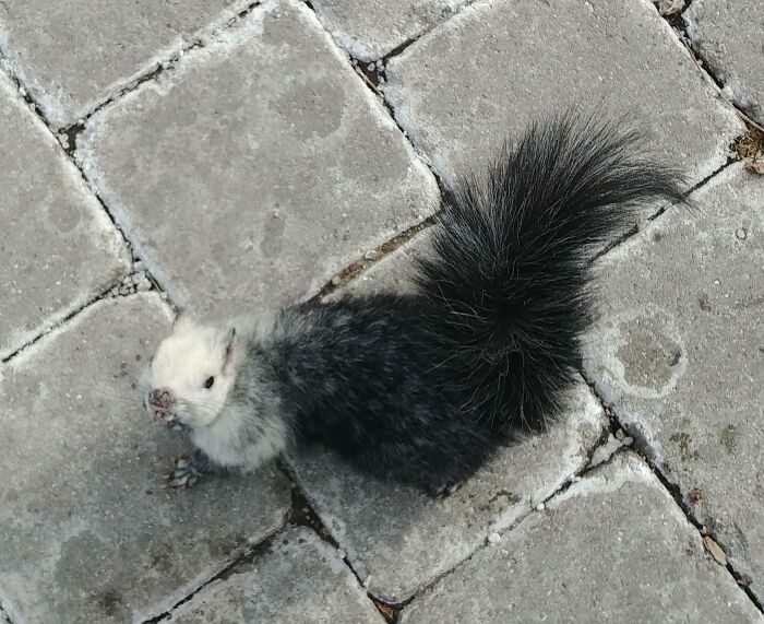 Black And White Squirrel That Came Up To Me On My Walk