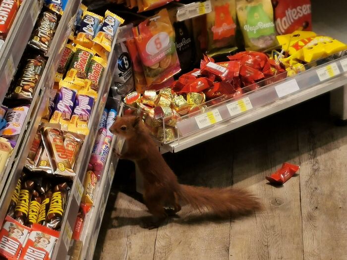 A squirrel in food store