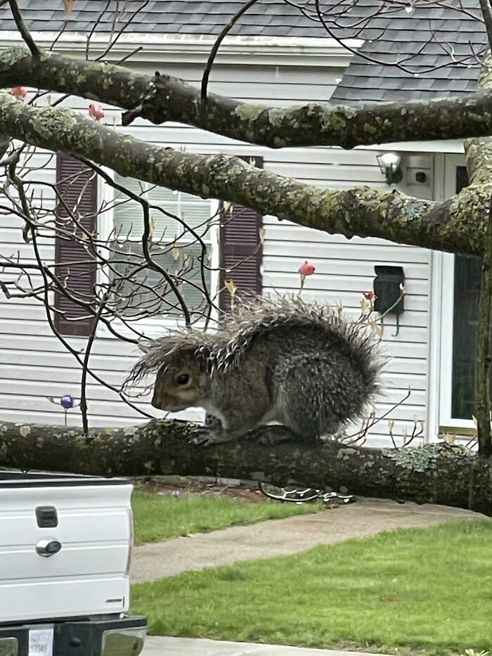 This Squirrel Using His Tail As An Umbrella In The Rain
