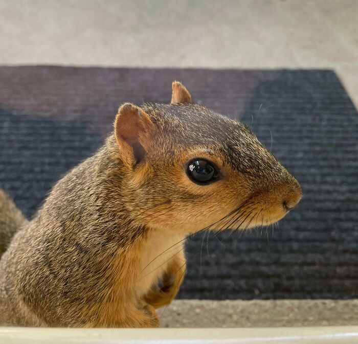 A Squirrel Came Up To My Door And Wouldn't Leave