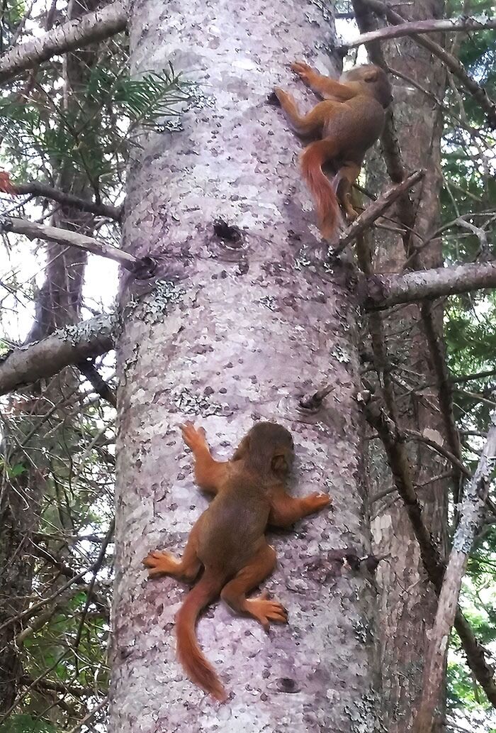Two Squirrel Toddlers That Came Out Of A Hollow Tree