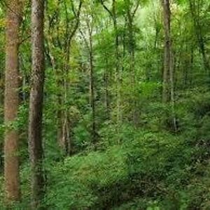 northwoods1949 avatar