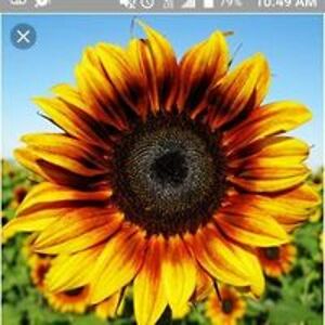 churchkidrevolution avatar