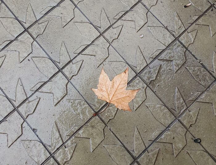 In Barcelona The Sidewalk Is Matched To The Leaves That Fall