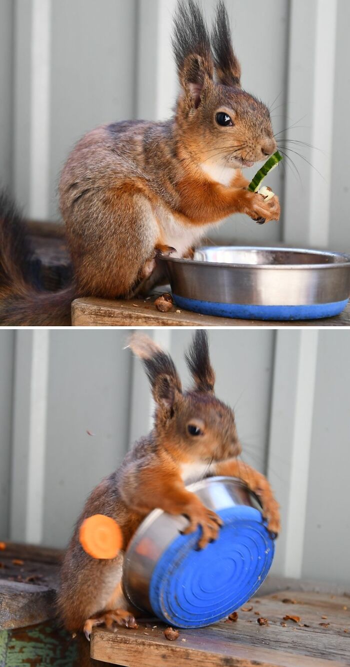 Photos of squirrel eating a cucumber