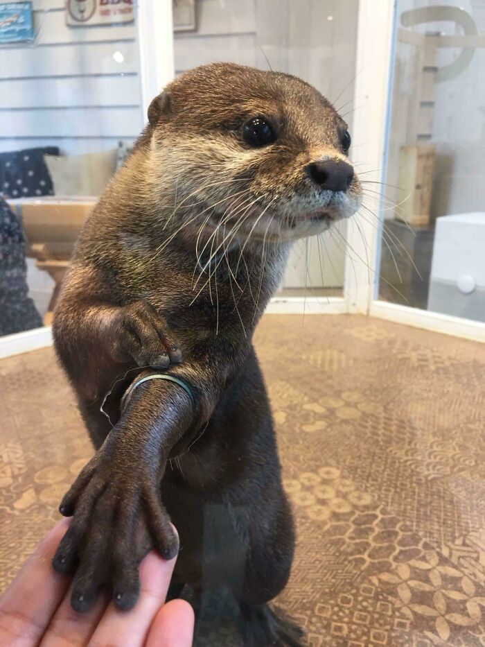 Hands-On Experience With An Otter