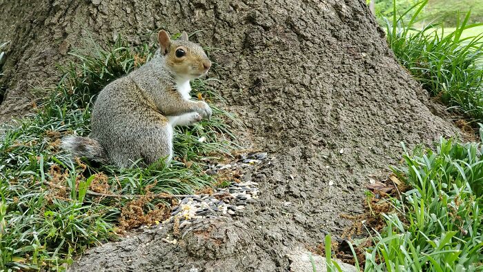 We Have Had A Pawless And Tailless Handicapped Squirrel In Our Yard For Several Years