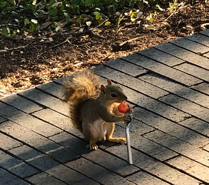 De camino a clase vi a esta ardilla comiendo una fresa de un tenedor