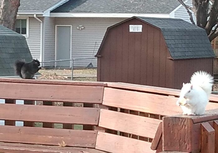 A Black Squirrel And An Albino Squirrel Eating Together In Harmony