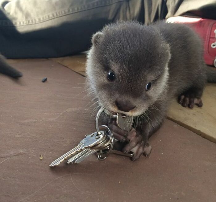 A Baby Otter Stole My Friend's Keys
