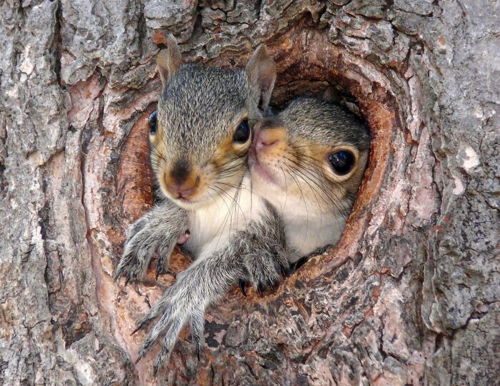 Squirrel Squeeze