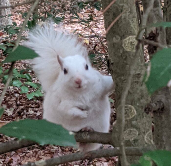 Vi a esta ardilla tan blanca paseando