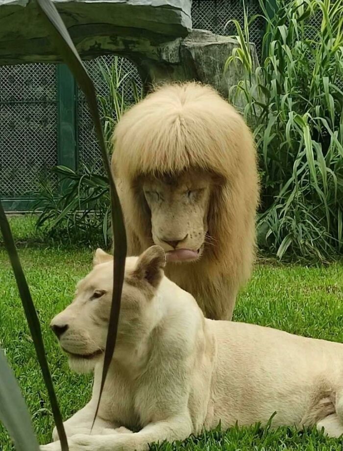 Lion In Chinese Zoo. Keepers Deny Giving Him A Haircut