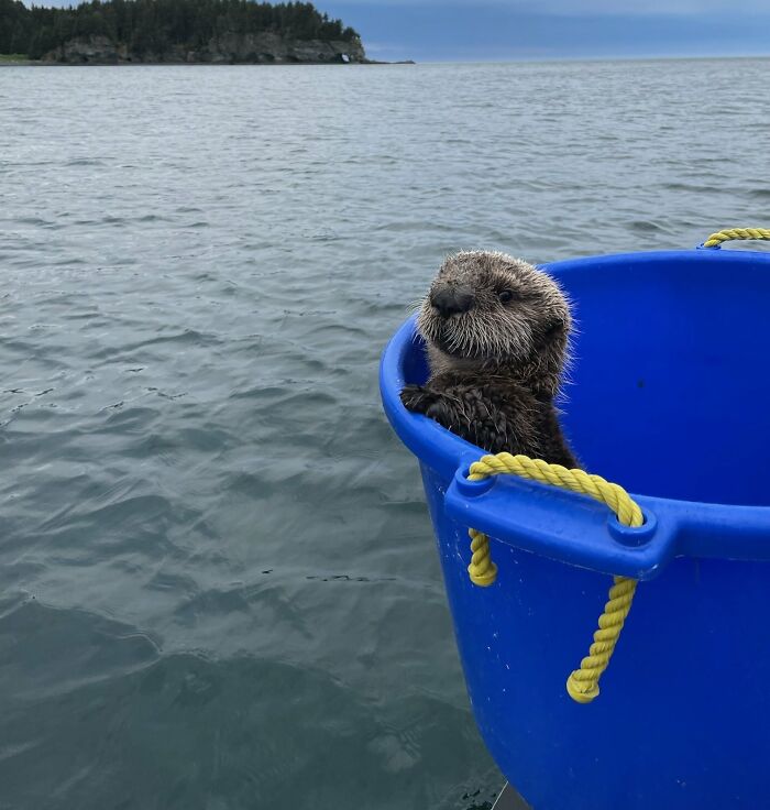 This Baby Otter In A Tub