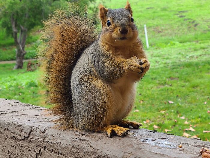 This Is Charlie. Her Favorite Nut Is The Pecan. She Enjoys Early Morning Frolicks And Wrestling With Her Brothers