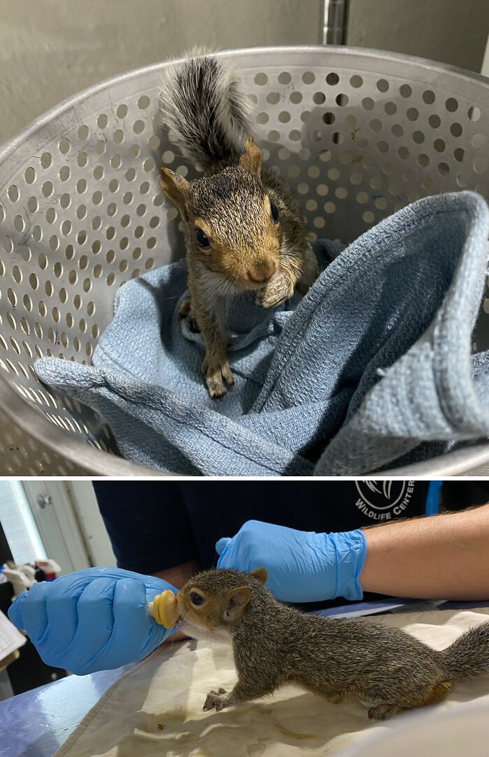 Rescued squirrel in wildlife rehab