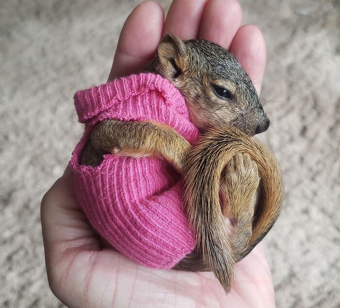 Baby quirrel in a pink sock sweater