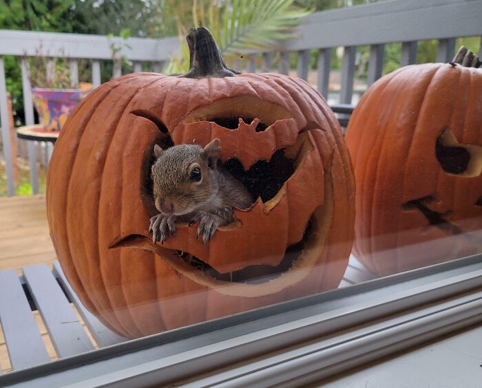 This Little Cutie Checking Out My Pumpkins