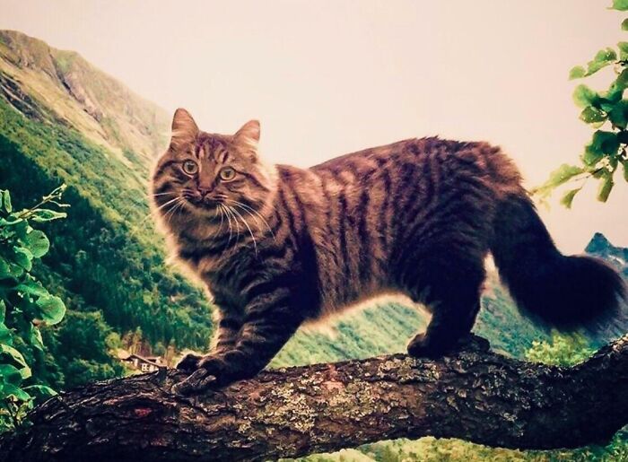 My Norwegian Forest Cat Climbing Trees
