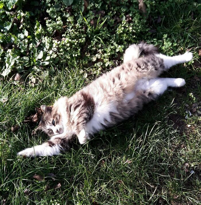 My Grandma's Cat 'Mokolosh', He Is A Norwegian Forest Cat