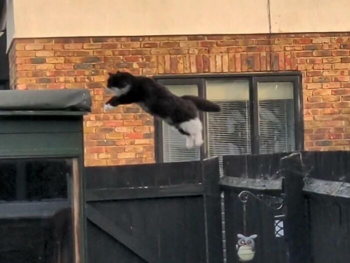 Our Norwegian Forest Cat Mid Flight