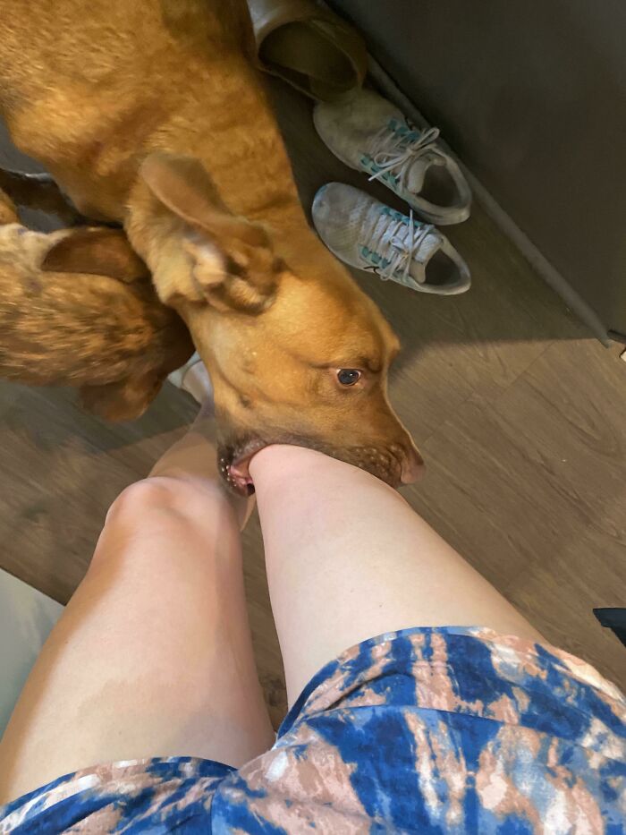 El perro de mi amigo muerde tu rodilla cuando está feliz de verte