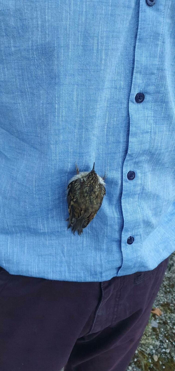 This Bird Landed On My Shirt Today And Fell Asleep