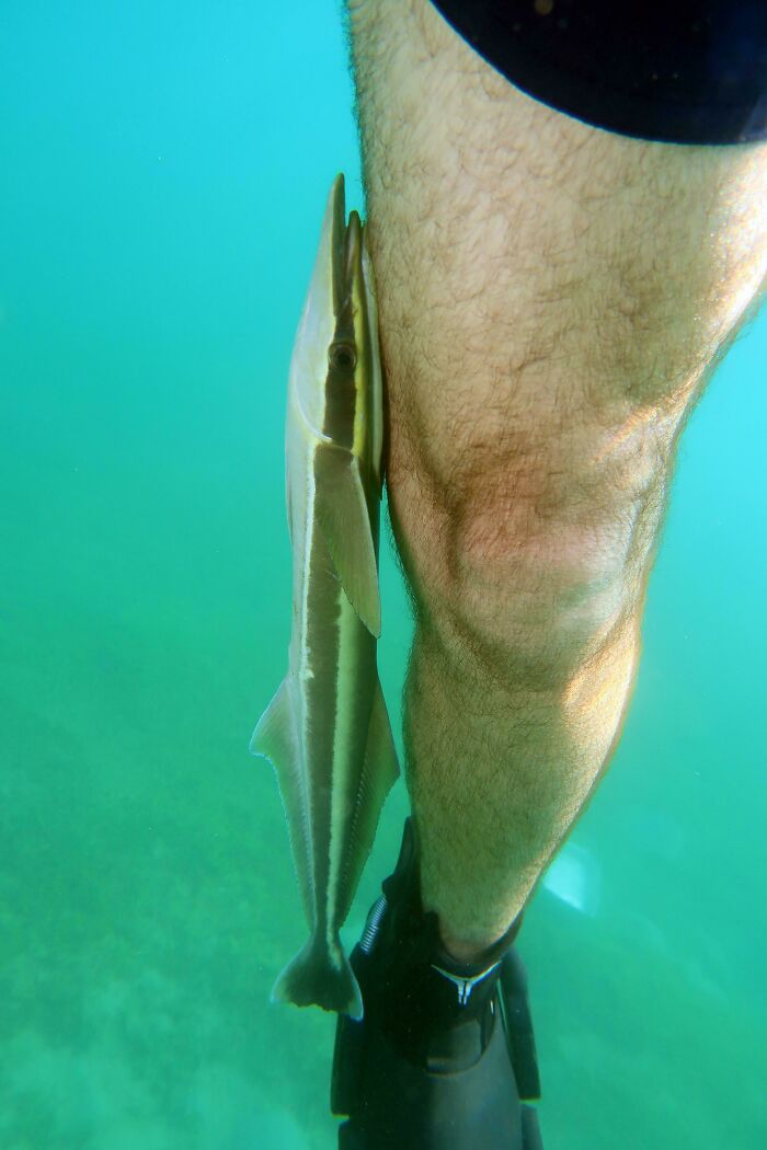 A Lonely Remora Attached To My Leg While I Was Snorkeling
