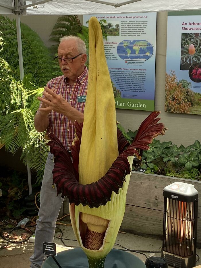 10 Years Of Waiting. Ucsc Giant Corpse Flower Bloomed Today