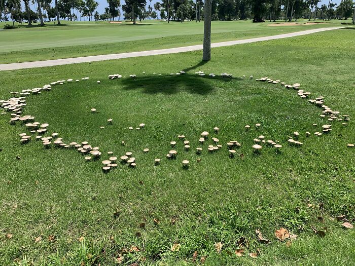 The Way These Mushrooms Form An Almost Perfect Circle
