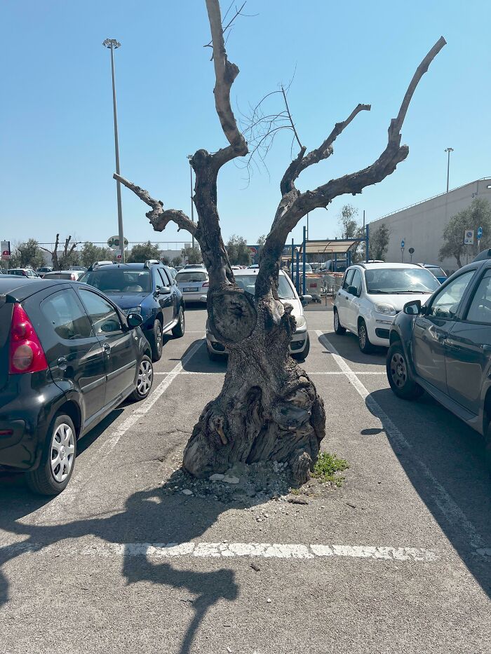 This Tree Growing In The Middle Of A Parking Spot