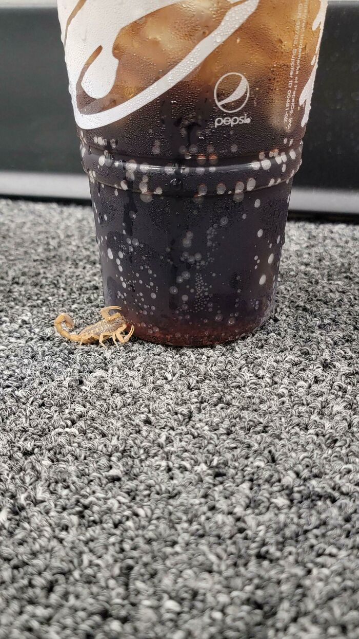 A Scorpion Drinking The Condensation Off Of My Beverage [oc]