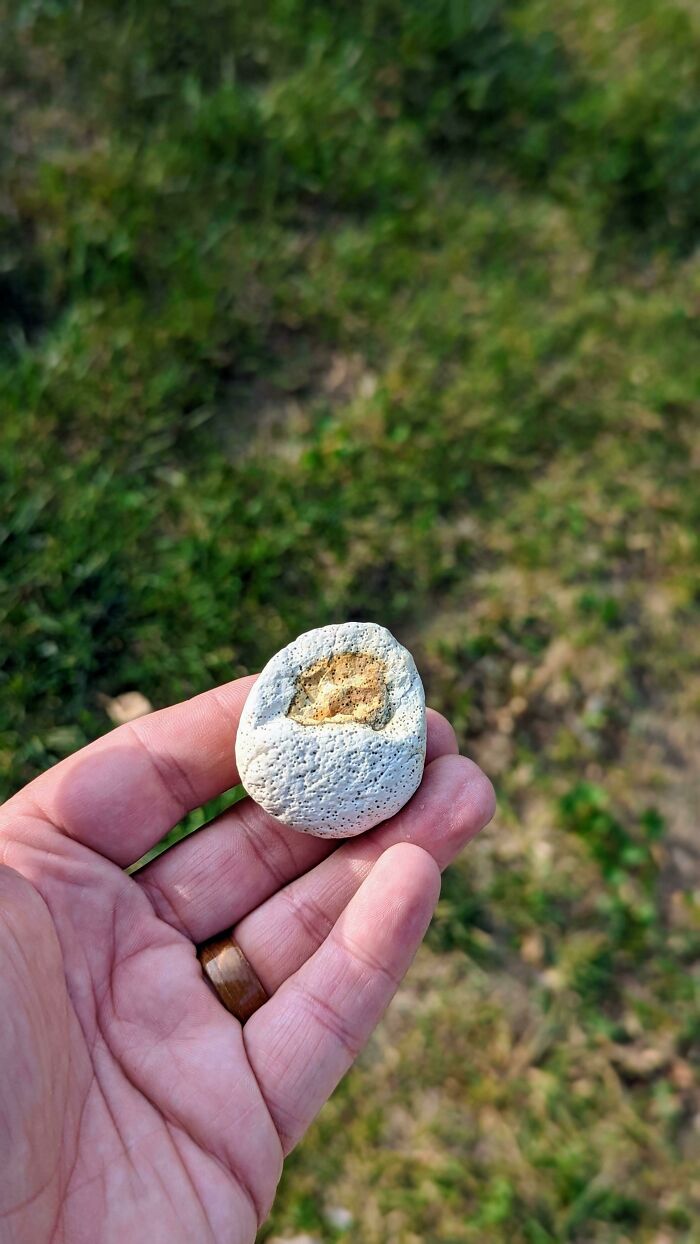 I Found A Rock That Looks Like An Egg