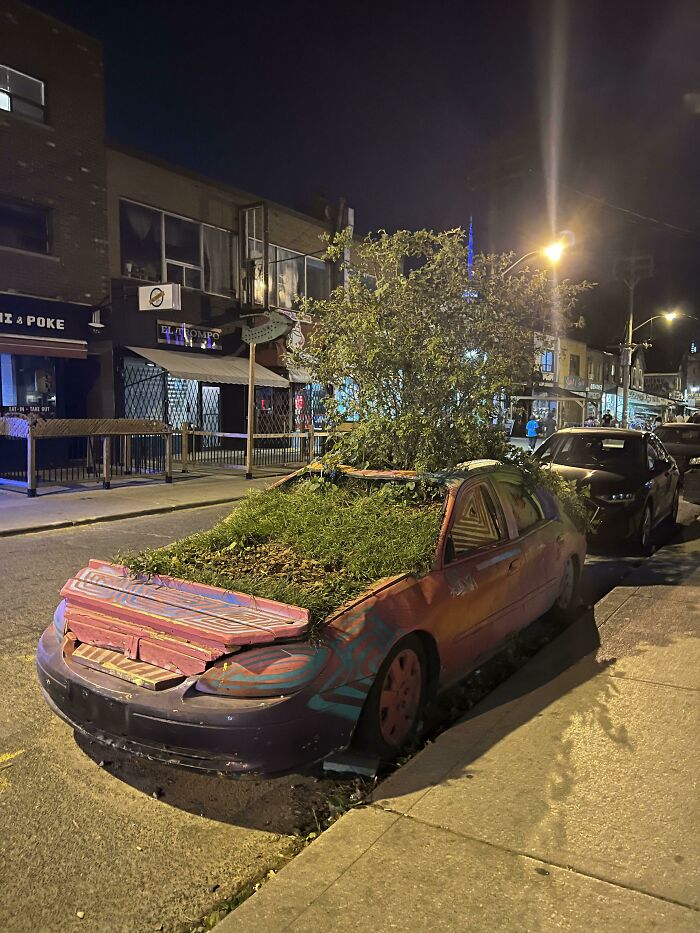 I Found A Car In Toronto Overgrown With Plants , On A Busy Street Parked Beside Other Cars