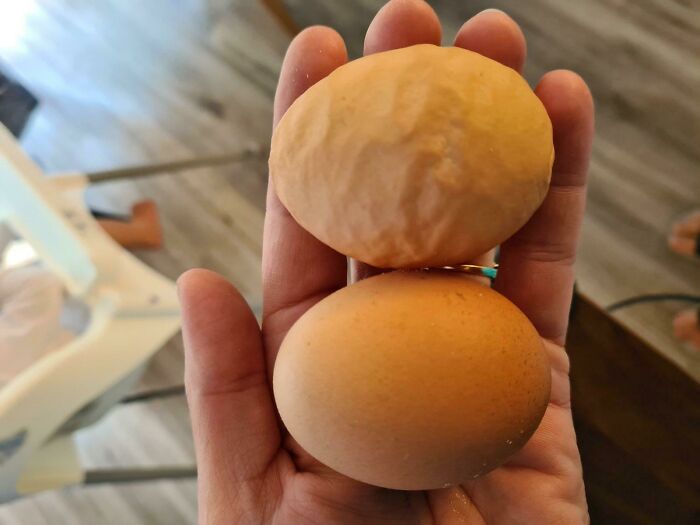 My Chickens Laid A Wrinkled Egg
