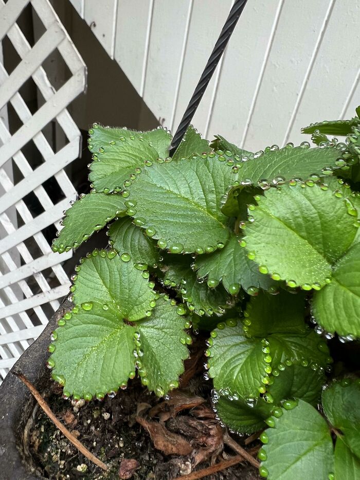 The Way These Water Droplets Collected On The Edge Of My Strawberry Plant