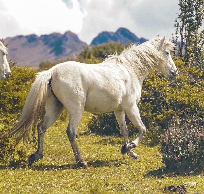I Took A Picture Of A Horse In Ecuador