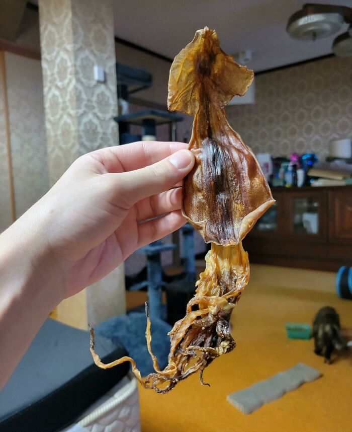 My Wife's Bag Of Dried Squid Pieces Had An Entire Complete Squid