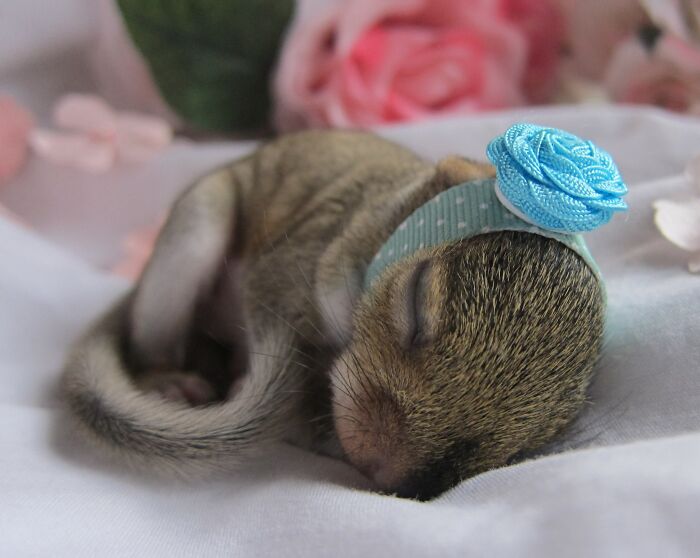 I Did A Newborn Photoshoot For My Little Rescue Squirrel, Cardboard. I Know I'm Insane, But It Turned Out Pretty Cute