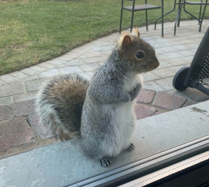 We Fed Our Backyard Squirrel Once... Meet Frankie At Our Backyard Door Waiting For More Nuts