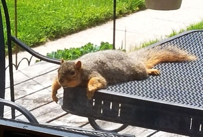 This Squirrel We've Been Feeding Has Begun Sunbathing On Our Deck Table