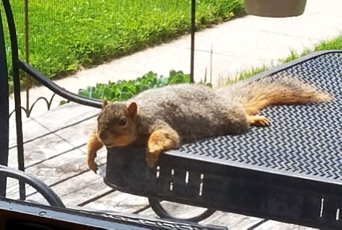 A squirrel sunbathing on deck table