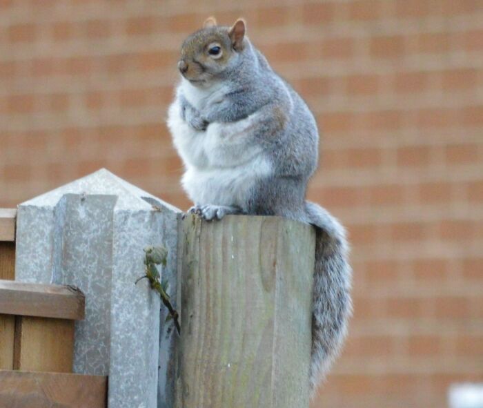 Honey, I Think We Need To Stop Feeding The Squirrel. He's Looking Festively Plump